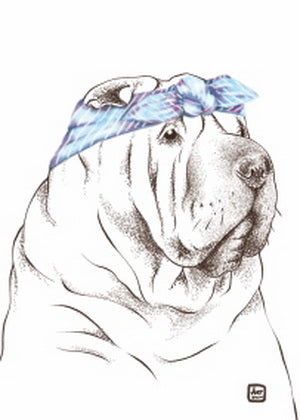 Shar pei, Shar pei postcard