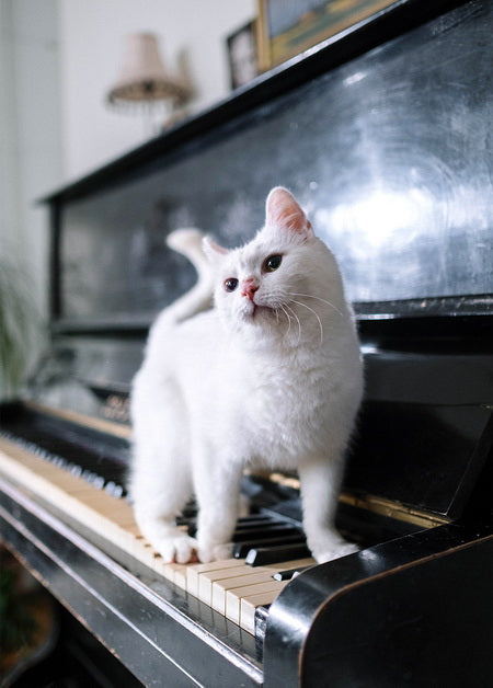 White cat on the piano card, White cat card,