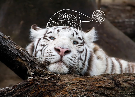 white tiger 2022 new year card